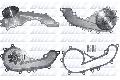 Pompa wodna do Toyoty, T245, DOLZ w ofercie sklepu e-autoparts.pl 